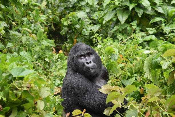 Bwindi Impenetrable National Park