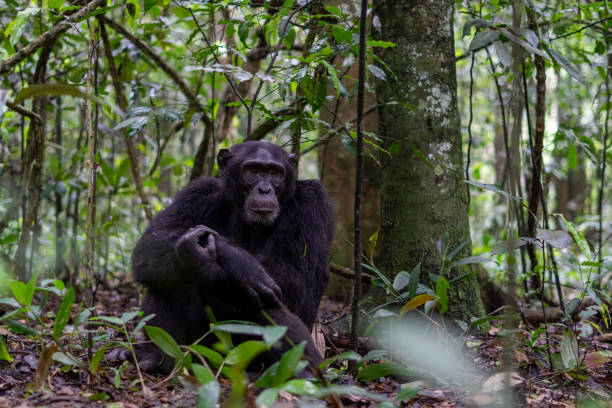 Kibale National Park