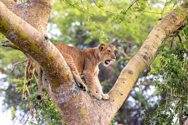 7 Days Visit of Uganda Wildlife