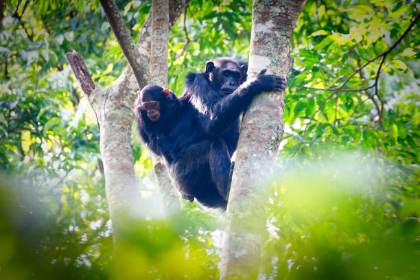 3 Day Nyungwe Forest Safari
