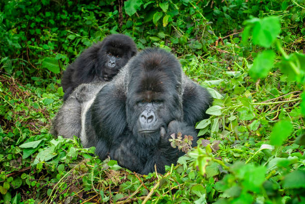 3 Days Gorilla Trekking Safari